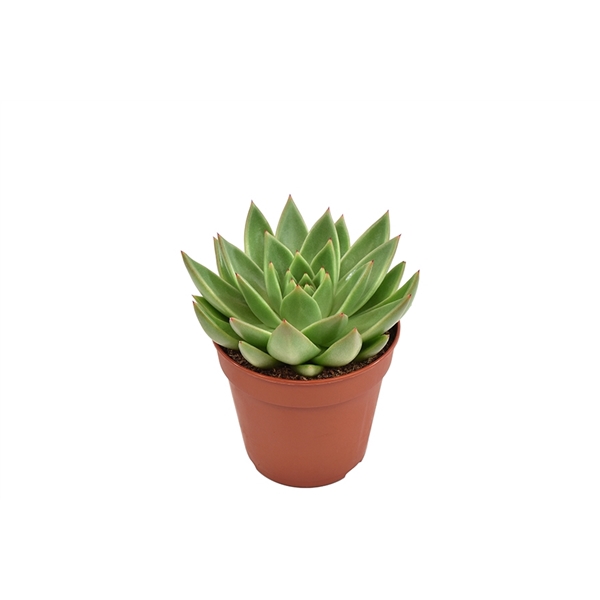 <h4>Echeveria 'Miranda'</h4>