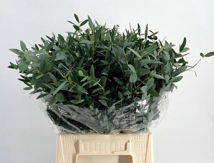 <h4>EUC. PARVIFOLIA KORT</h4>