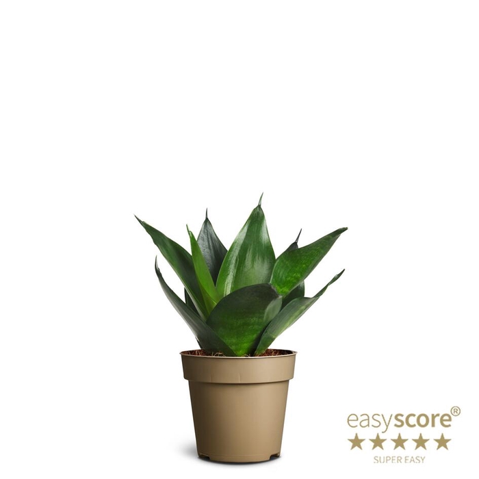 SANSEVIERIA TRIFASCIATA