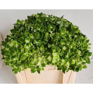 Hydrangea mag rhapsody