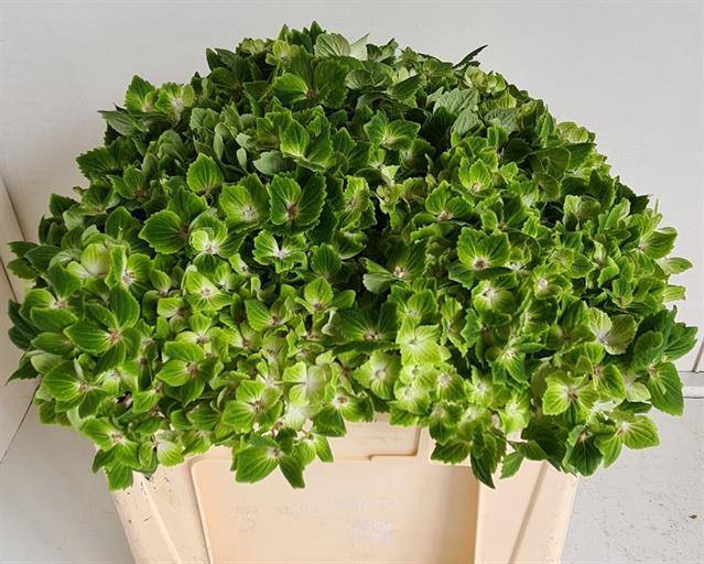 <h4>Hydrangea mag rhapsody</h4>