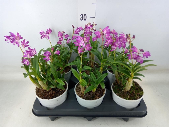 <h4>Dendrobium   ...</h4>