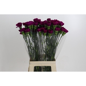 Dianthus St Yukari Violet