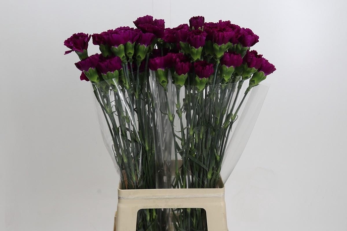 <h4>Dianthus St Yukari Violet</h4>