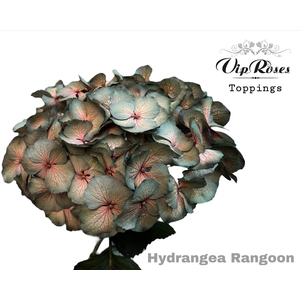 HYDR M RANGOON 60 CM