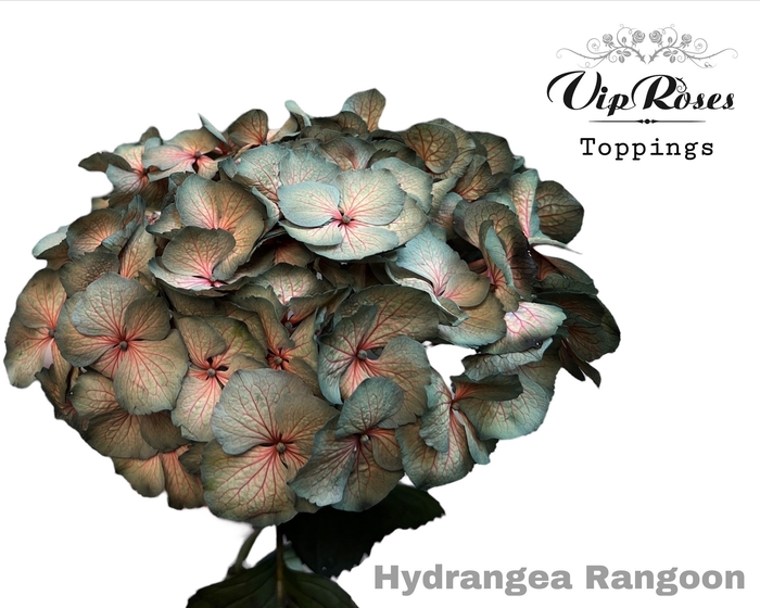 HYDR M RANGOON 60 CM