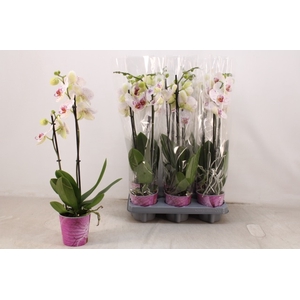 PHAL BOHEMIAN GOYA