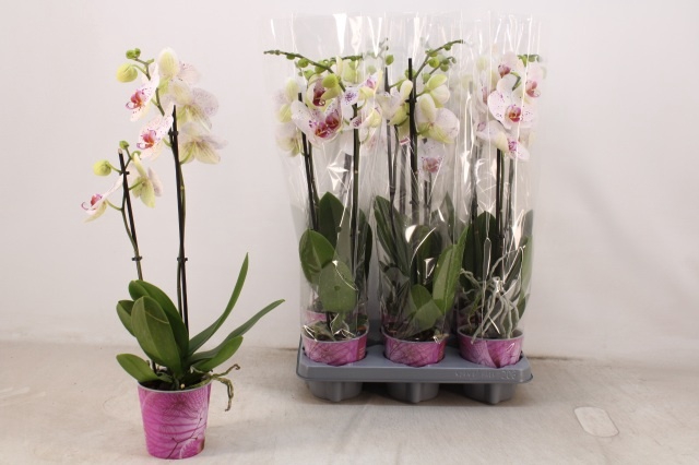 <h4>PHAL BOHEMIAN GOYA</h4>