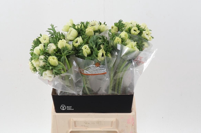 <h4>Anem Co Mis + White</h4>