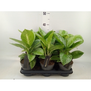 Aglaonema  'Lemon Mint'