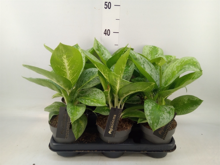 <h4>Aglaonema  'Lemon Mint'</h4>
