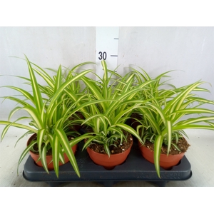 Chlorophytum com. 'Variegatum'