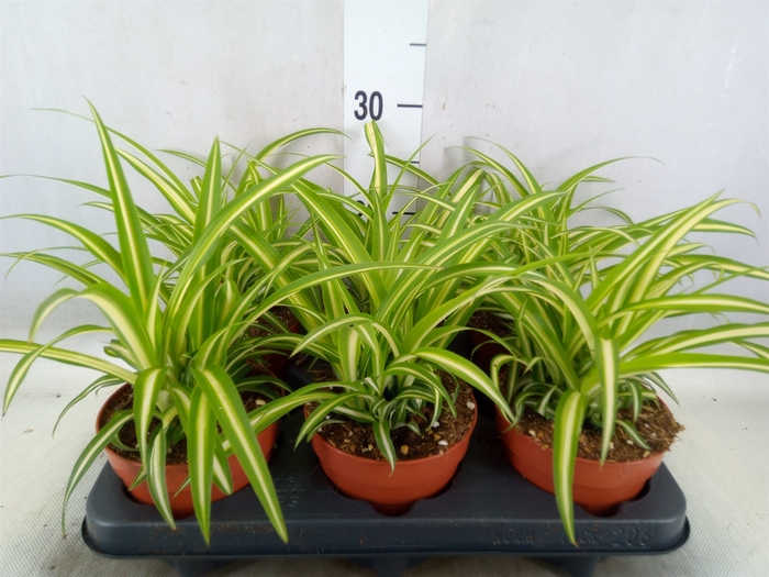 <h4>Chlorophytum com. 'Variegatum'</h4>