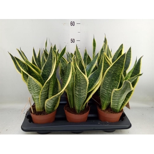 Sansevieria trifa. 'Futura Superba'