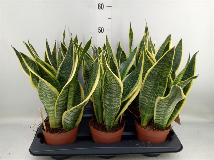 <h4>Sansevieria trifa. 'Futura Superba'</h4>