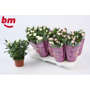 Rosa Mix White Jewel/Baby Jewel Beau Monde