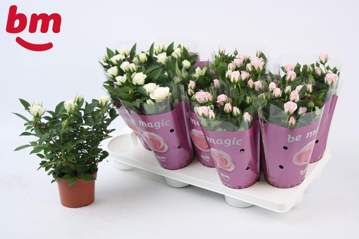 <h4>Rosa Mix White Jewel/Baby Jewel Beau Monde</h4>