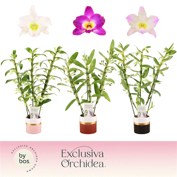 <h4>Dendrobium nobile mixed</h4>