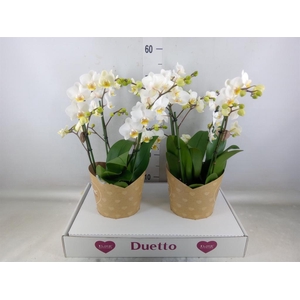 Phalaenopsis multi. 'FC French Blo'