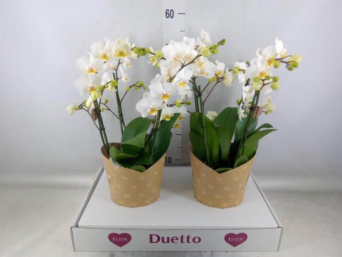 <h4>Phalaenopsis multi. 'FC French Blo'</h4>
