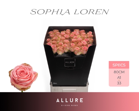 <h4>R GR SOPHIA LOREN ALLURE .</h4>