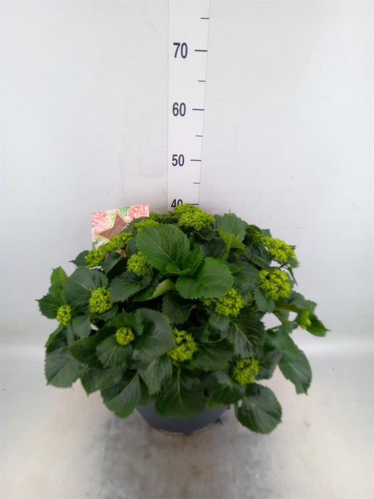 <h4>Hydrangea mac.</h4>