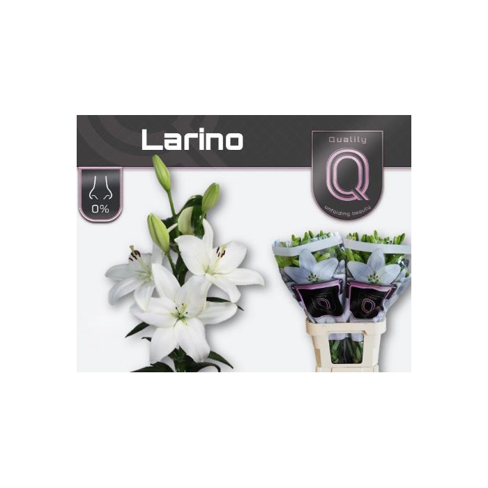 <h4>Li La Larino</h4>