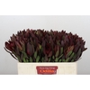 Leucadendron Saf Sunset Dark R.