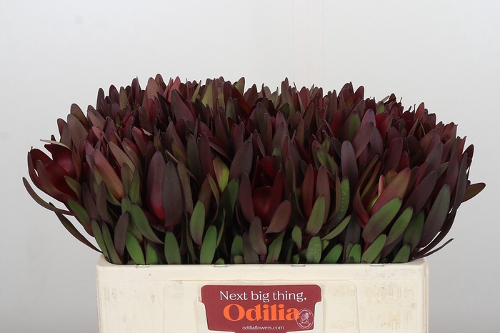 Leucadendron Saf Sunset Dark R.