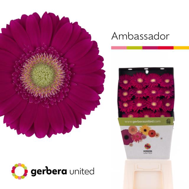 Gerbera diamond ambassador