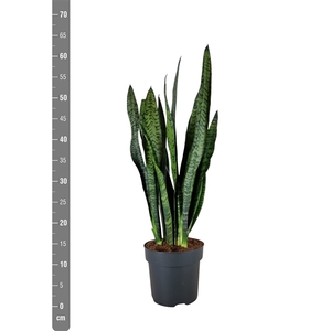 Sansevieria Trifasciata Zeylanica