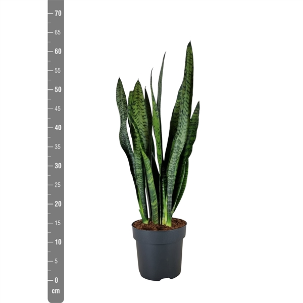 <h4>Sansevieria Trifasciata Zeylanica</h4>