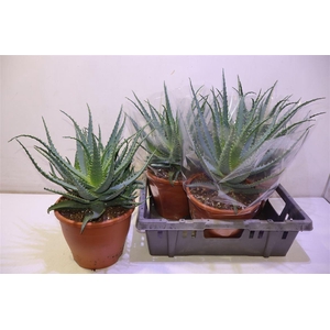 Aloe Arborescens