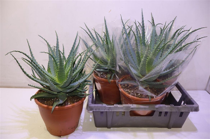 <h4>Aloe Arborescens</h4>