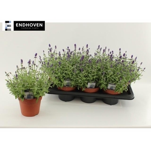 !! PROMO !! LAVANDULA AN ARDECHE BLU