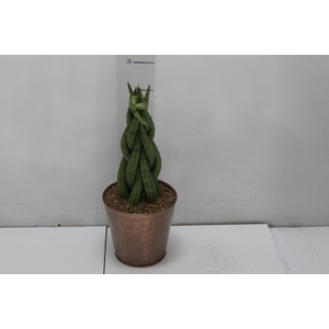 COQ. PLANTAS ORN. T3
