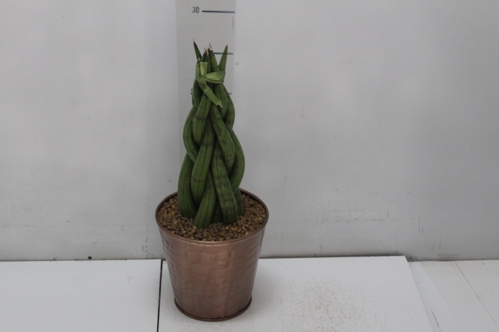 <h4>COQ. PLANTAS ORN. T3</h4>