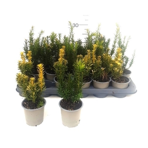 TAXUS BACCATA OV