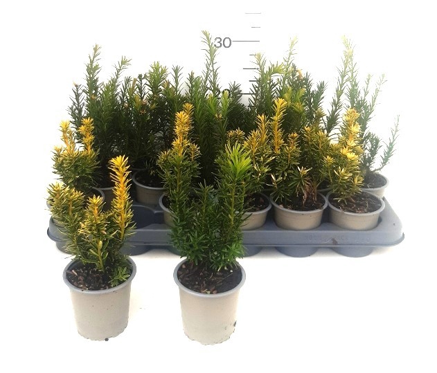 TAXUS BACCATA OV