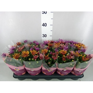 Chrysanthemum  'Artistic Jeff' .mix