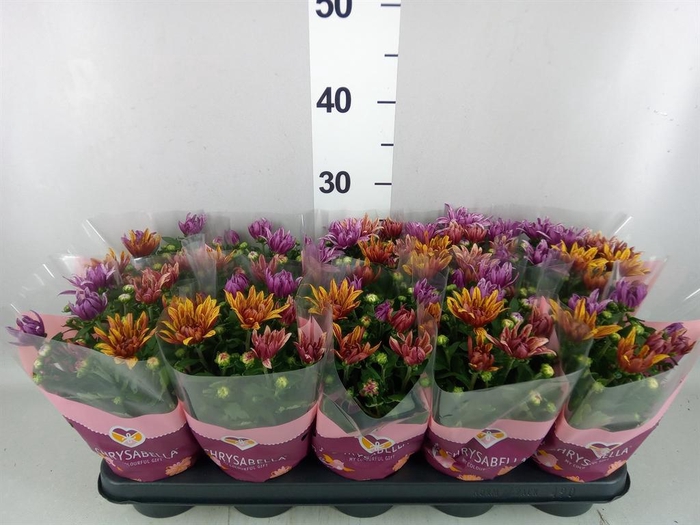 <h4>Chrysanthemum  'Artistic Jeff' .mix</h4>