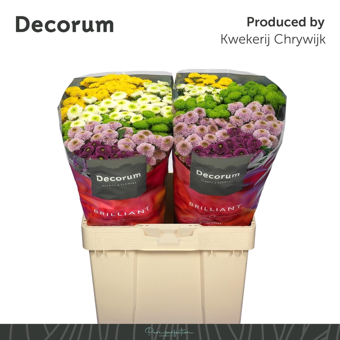 <h4>CHR S POMPON GEM BS</h4>