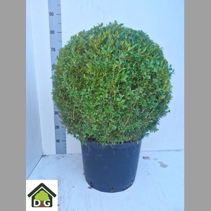 BUXUS BOL