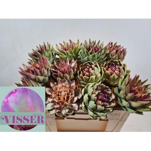 Cynara Sc Green Globe 50cm X12