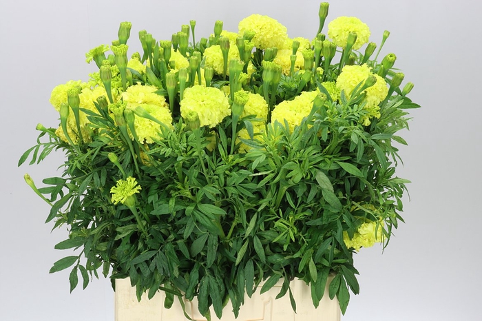 <h4>Tagetes E Nosento Limegreen</h4>
