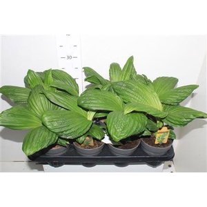 Palmata Jungle Drum ( Novelty)