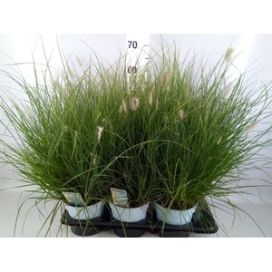 Pennisetum alopec. 'Little Hameln'