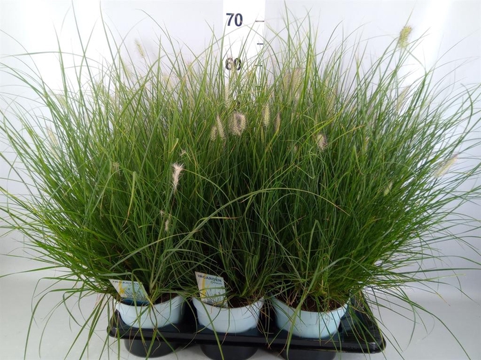 <h4>Pennisetum alopec. 'Little Hameln'</h4>