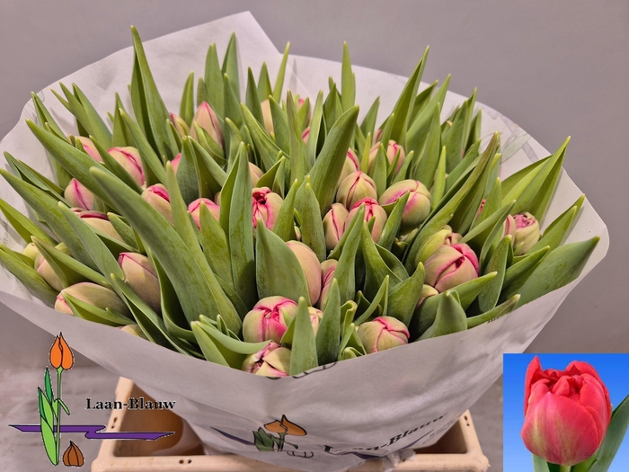 <h4>TU DU BELGRAVIA</h4>