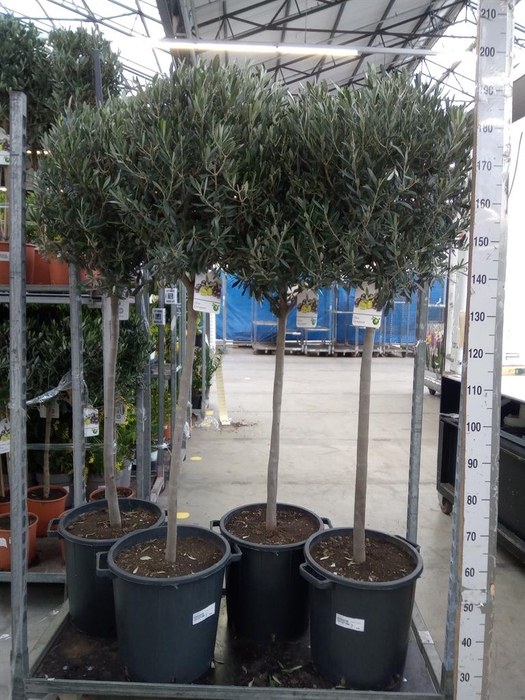 <h4>Olea europaea</h4>